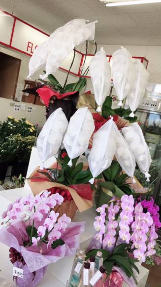 岐阜県羽島市の花屋 瀬古花店にフラワーギフトはお任せください 当店は 安心と信頼の花キューピット加盟店です 花キューピットタウン 岐阜県羽島市の花屋 瀬古花店にフラワーギフトはお任せください 当店は 安心と信頼の花キューピット加盟店です 花キューピットタウン